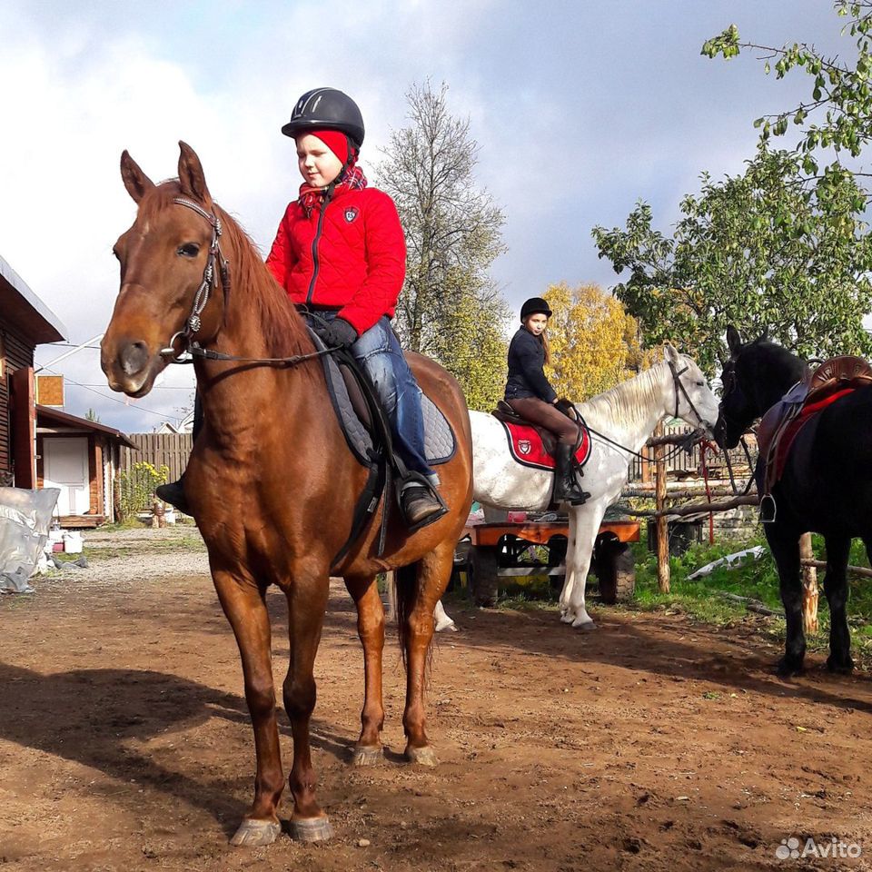 Лошадь для начинающих купить на Зозу.ру - фотография № 3