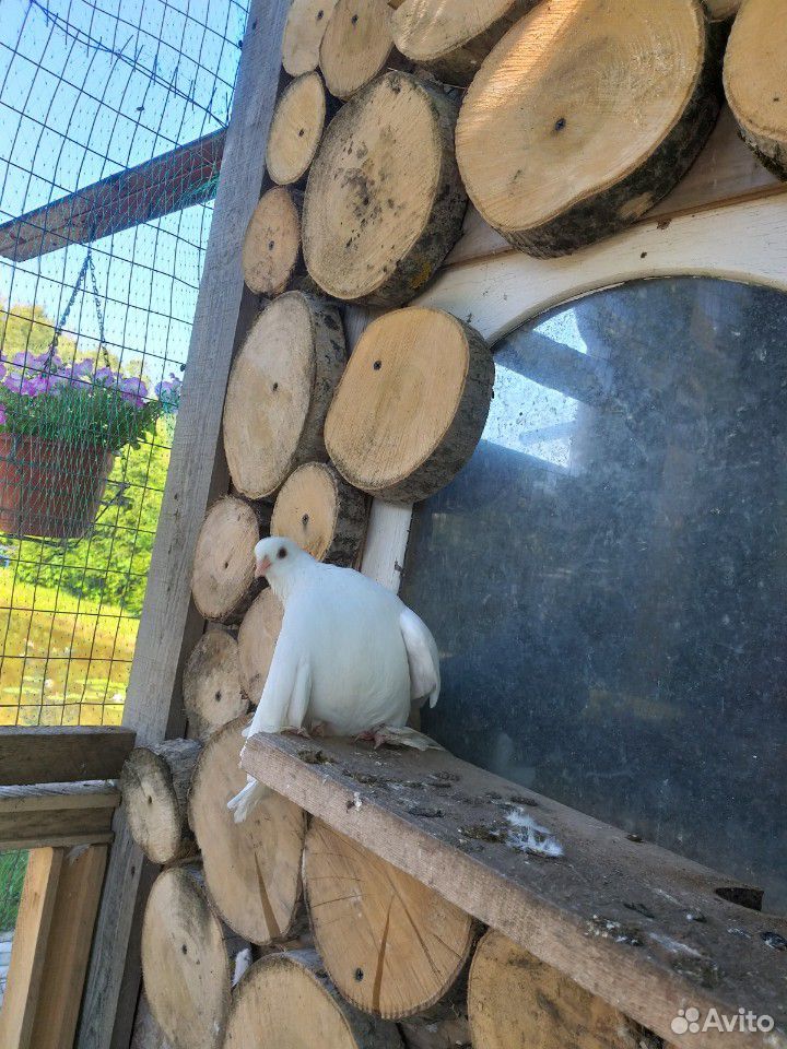 Луганские белые голуби купить на Зозу.ру - фотография № 3