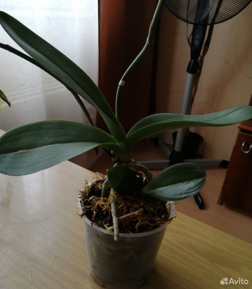 Орхидея белая купить на Зозу.ру - фотография № 3