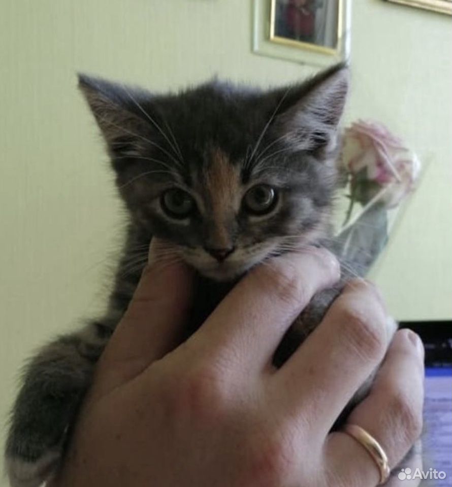 Трехцветная котёнок Эмми 2,5 месяца в добрые руки купить на Зозу.ру - фотография № 3