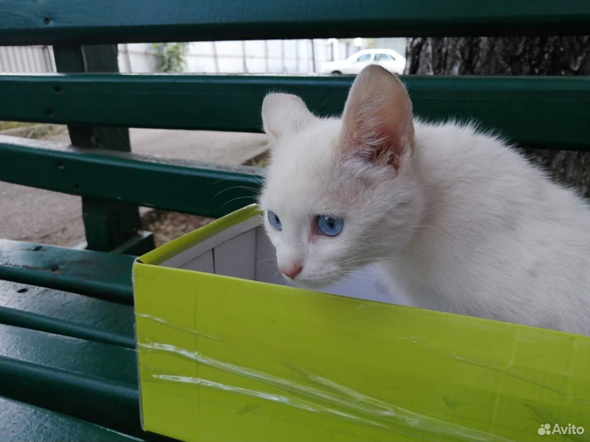 Домашние животные котята купить на Зозу.ру - фотография № 4