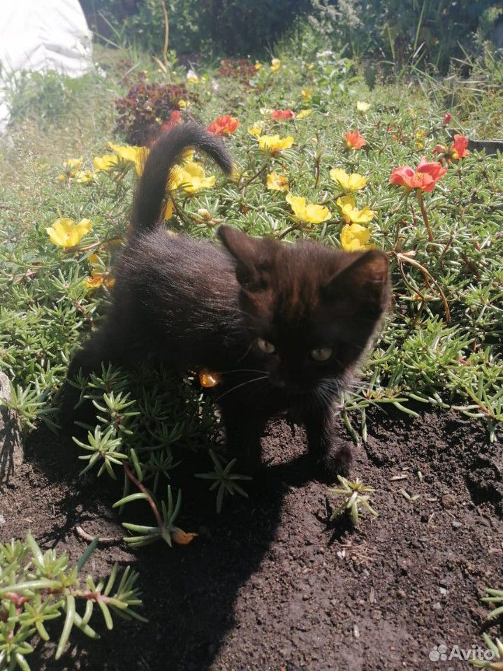 Котенок мальчик, 1,5 месяца купить на Зозу.ру - фотография № 7