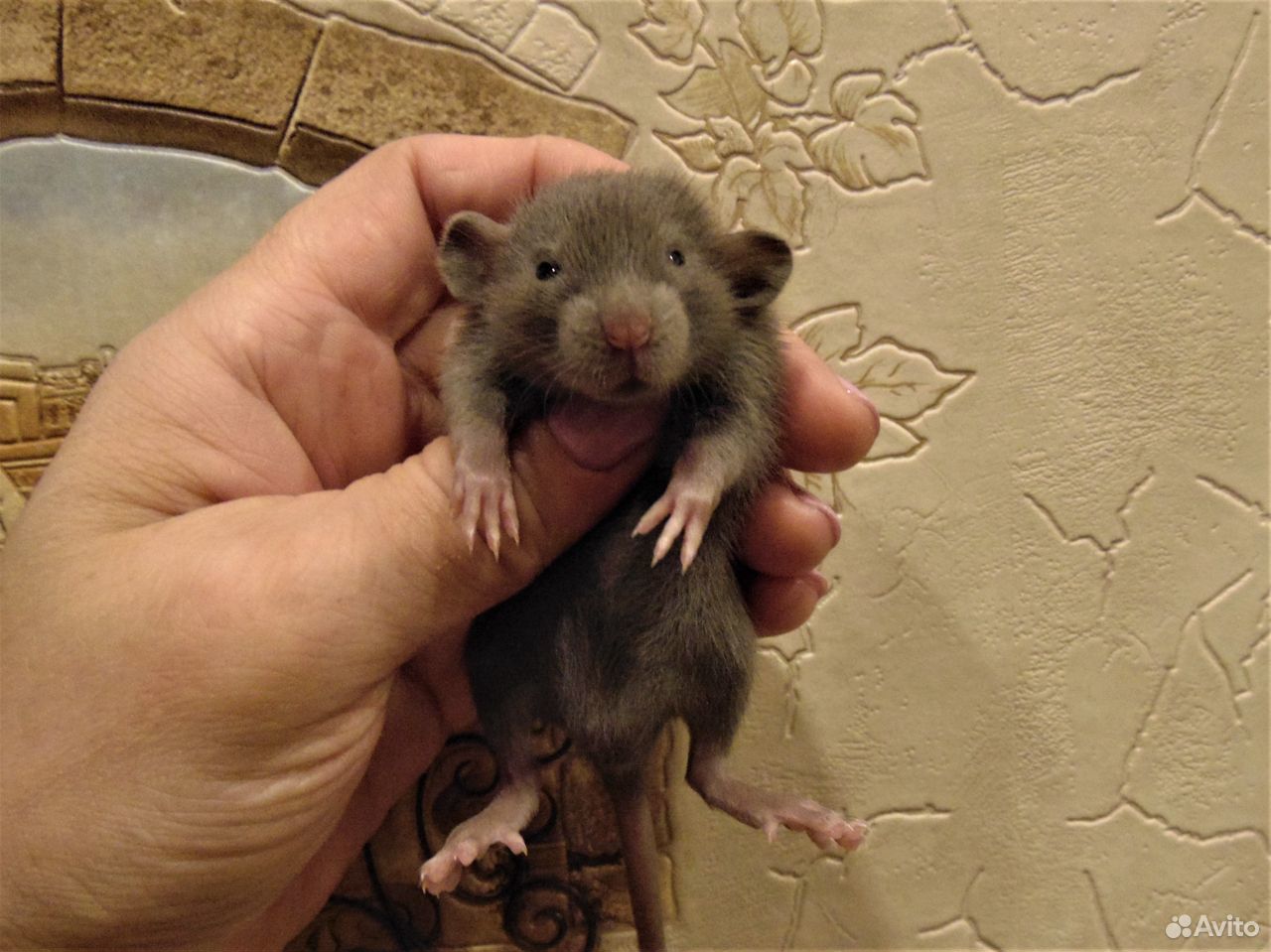Крысы, Крысята дамбо, мальчики, клетки, гамаки купить на Зозу.ру - фотография № 7