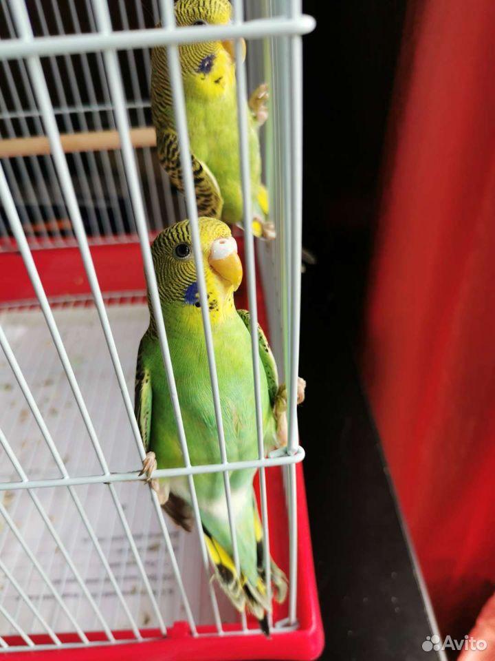 Волнистые попугай купить на Зозу.ру - фотография № 5
