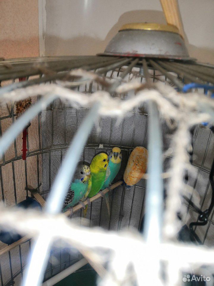 Волнистые попугаи купить на Зозу.ру - фотография № 3