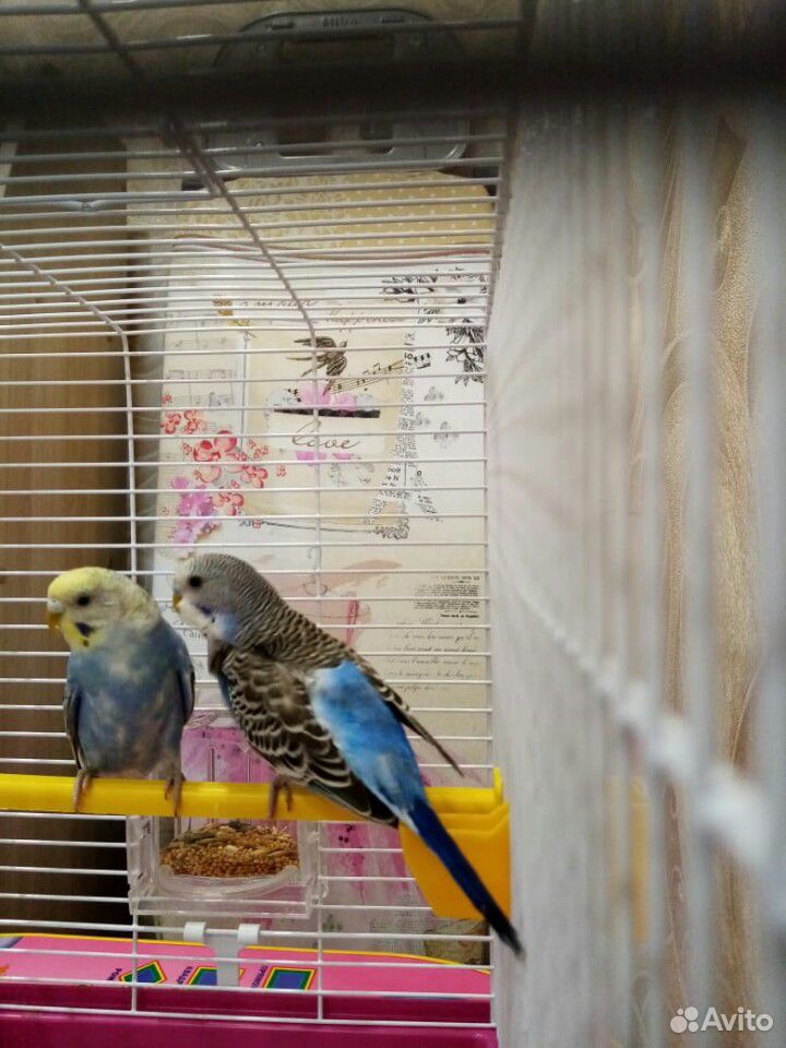 Волнистые попугайчики самец и самка купить на Зозу.ру - фотография № 9