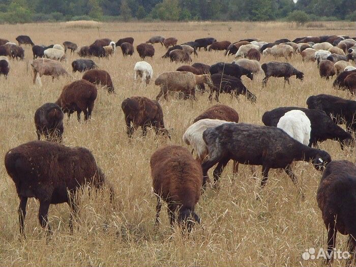 Продажа овец ип кфх купить на Зозу.ру - фотография № 1