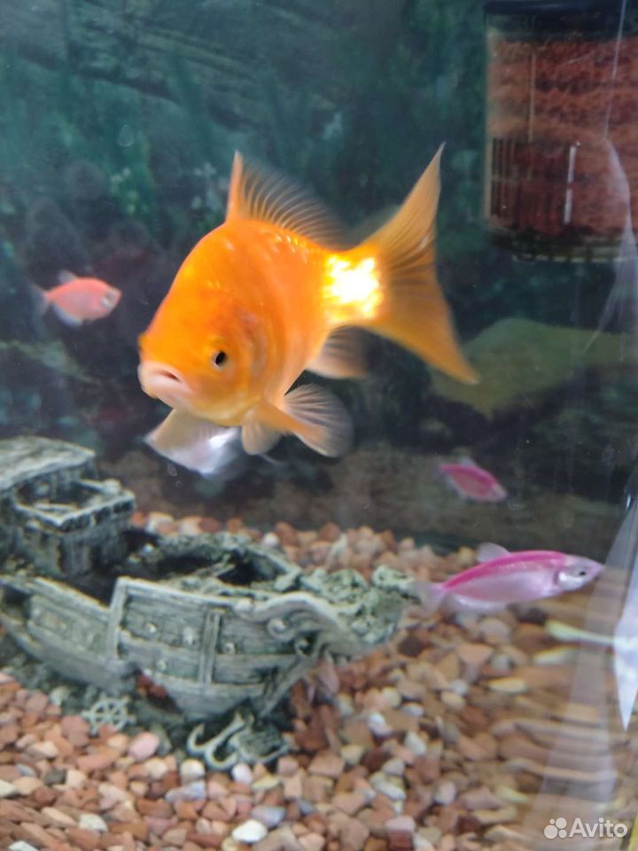 Рыба золотая самец купить на Зозу.ру - фотография № 7
