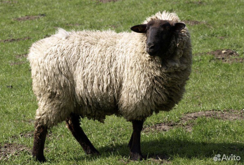 Овцы среднерусской породы, продаю купить на Зозу.ру - фотография № 1