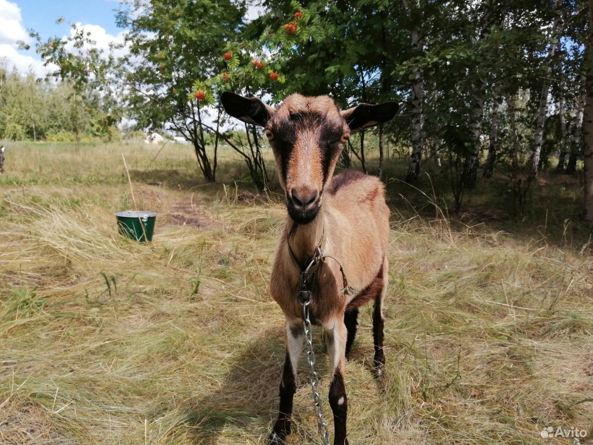 Нубийская коза купить на Зозу.ру - фотография № 2