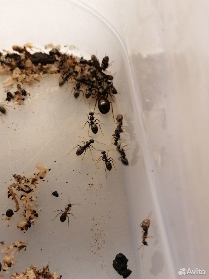 Колония муравьев Formica Polyctena купить на Зозу.ру - фотография № 1