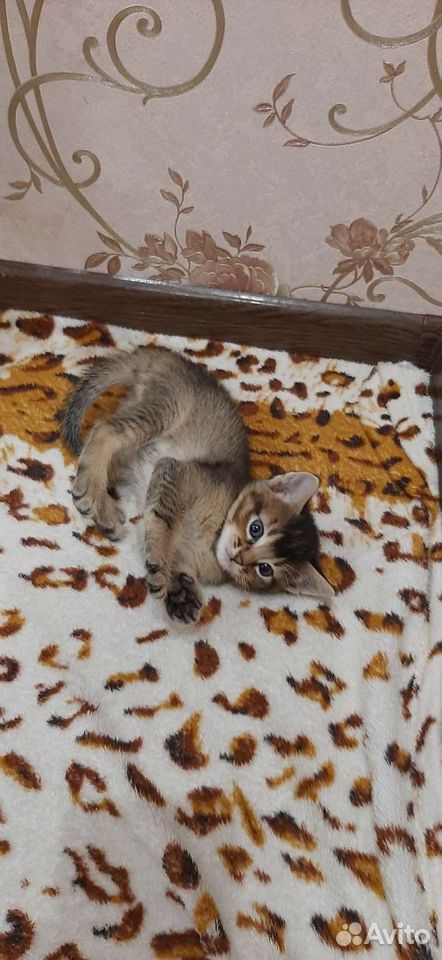 Котята-мама абисинская кошка купить на Зозу.ру - фотография № 3