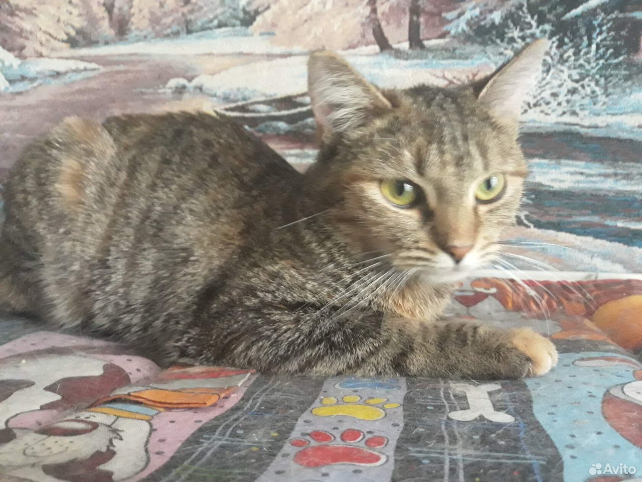 Красивая кошка Фифа, стерилизована купить на Зозу.ру - фотография № 1