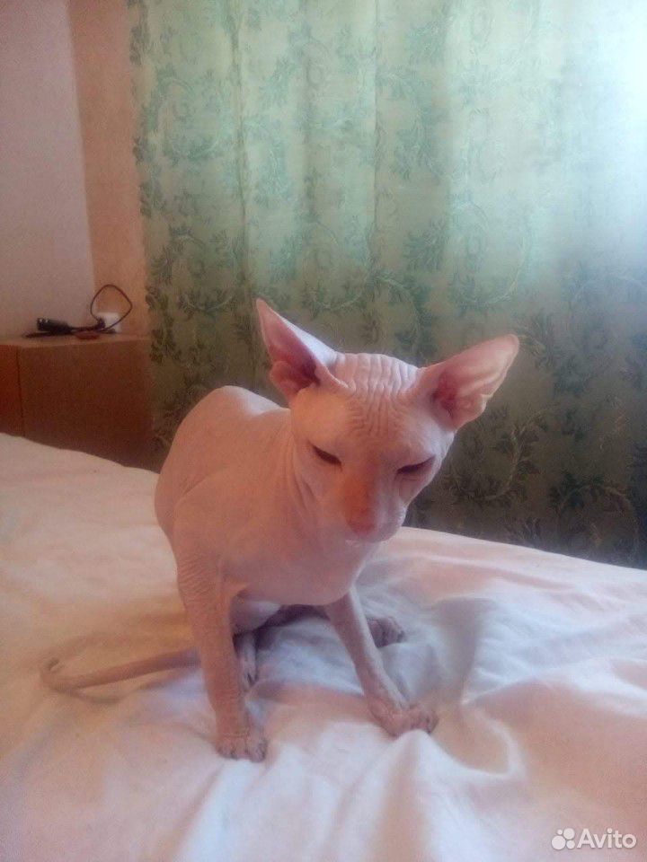Потерялся кот породы донской сфинкс купить на Зозу.ру - фотография № 1