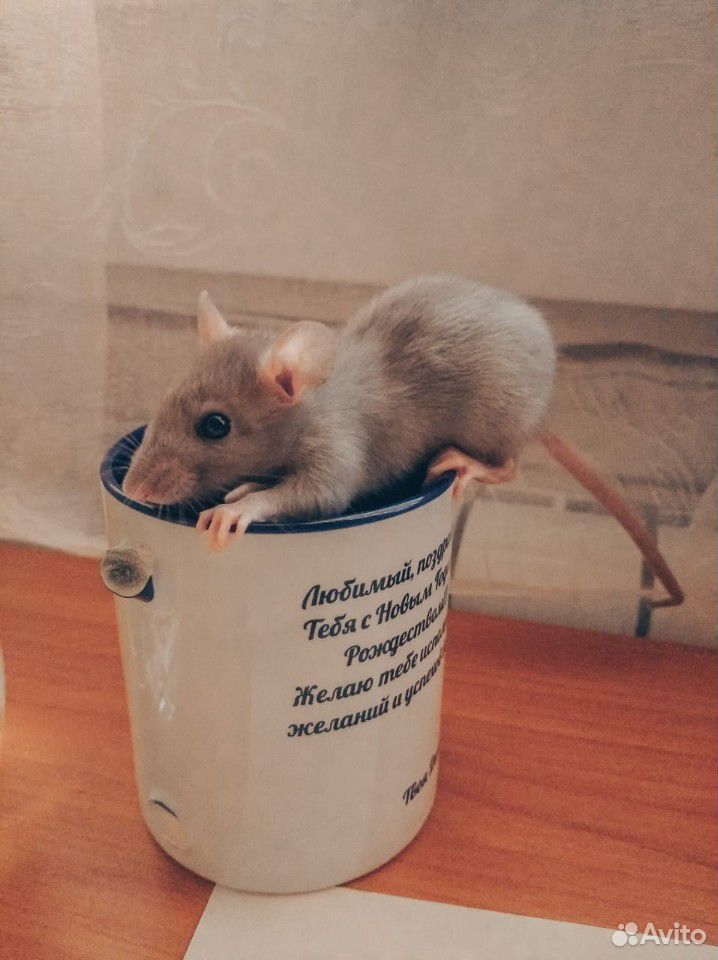 Крыса купить на Зозу.ру - фотография № 3
