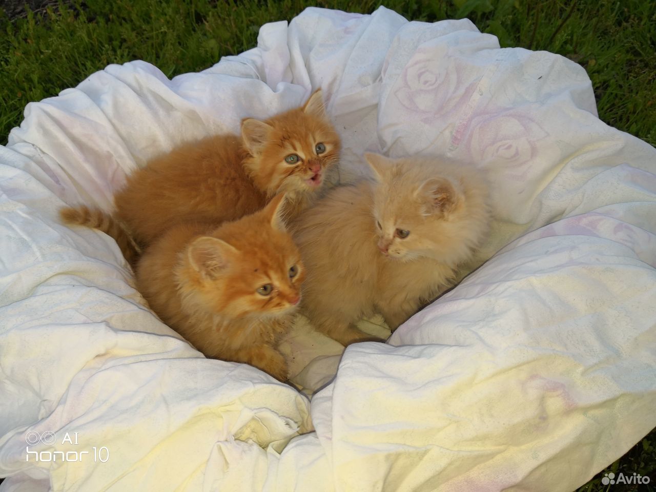 Котята рыжие пушистые в дар купить на Зозу.ру - фотография № 1