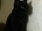 Черный кот в дар объявление продам