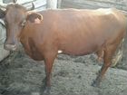 Стельная корова с теленком объявление продам