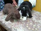 Кролики разных пород, чистопородные объявление продам