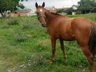 Лошадь чистокровная Будённовская порода объявление продам
