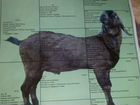 Англо-нубийский козел объявление продам