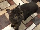 Шотландская кошка 7 мес к лотку приучена объявление продам