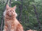 Шикарный рыжий котик объявление продам