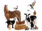 Доставка кормов для С/Х животных по Власихе объявление продам