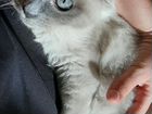 Котёнок в добрые руки,порода невская объявление продам