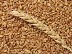 Пшеница с доставкой