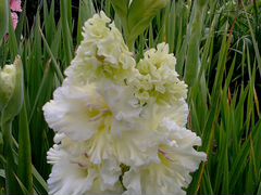 Гладиолусы - садовые цветы