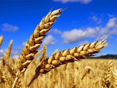 Зерно, сено, свежий урожай, доставка