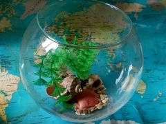 Продам круглый аквариум,новый,3 литра с ракушкаи