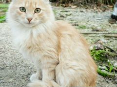 Шикарный персиковый котик в дар