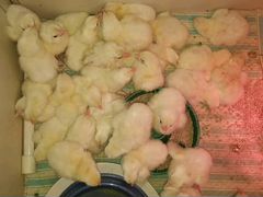 Цыплята суточные леггорн белый на 31 мая