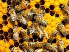 Магазинные рамки для пчел