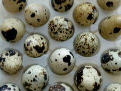 Перепелиные инкубационные яйца