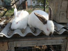 Кролики самцы