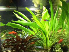 Вабикусы - питательные для аквариумных растений