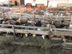 Овцы бараны романовской породы