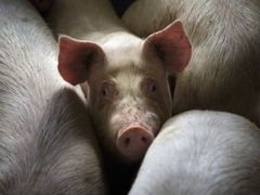 Продаю домашних свиней на мясо (без химии)