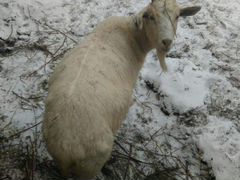 Продам коз, чехо альпийских