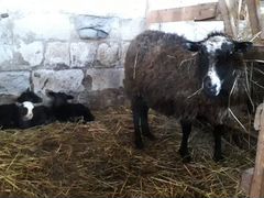 Продам овцу с ягнятами породы Цвартблес
