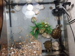 Большой аквариум для черепах с 3 черепахами