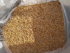 Продам пшеницу -озимая 5 класс