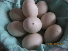 Инкубационное яйцо инда утки