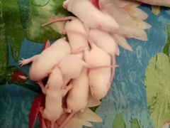 Крысы альбиносцы