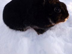Продам декоративную крольчиху порода:огненно чёрны