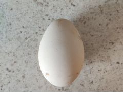 Инкубационные яйцо, гусиное