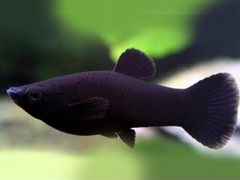Рыбка "Моллинезия черная"